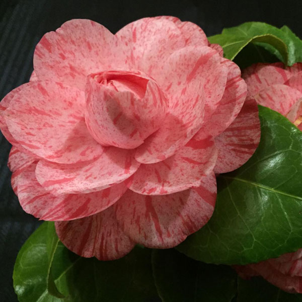 Kamelienausstellung 2026 in Gravedona